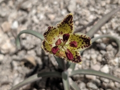 Fritillaria pinetorum