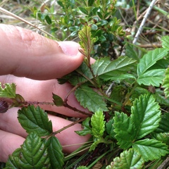 Rubus roseus