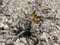 Fritillaria pinetorum