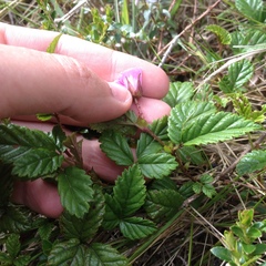 Rubus roseus