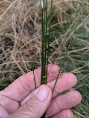 Juncus balticus ater