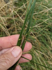 Juncus balticus ater