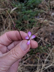 Clarkia delicata