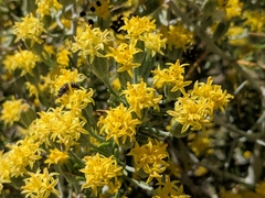 Tetradymia