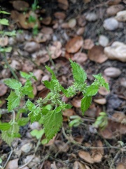 Hesperocnide tenella