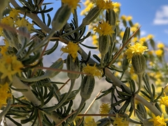 Tetradymia