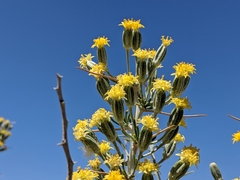 Tetradymia