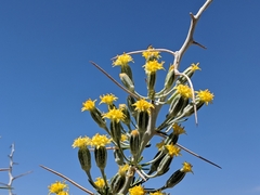 Tetradymia