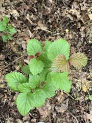 Viburnum rafinesqueanum
