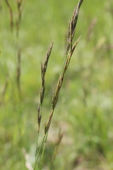 Bromus erectus
