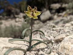 Fritillaria pinetorum