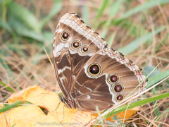 Morpho helenor guerrerensis