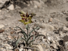 Fritillaria pinetorum
