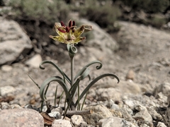 Fritillaria pinetorum