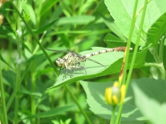 Arigomphus submedianus