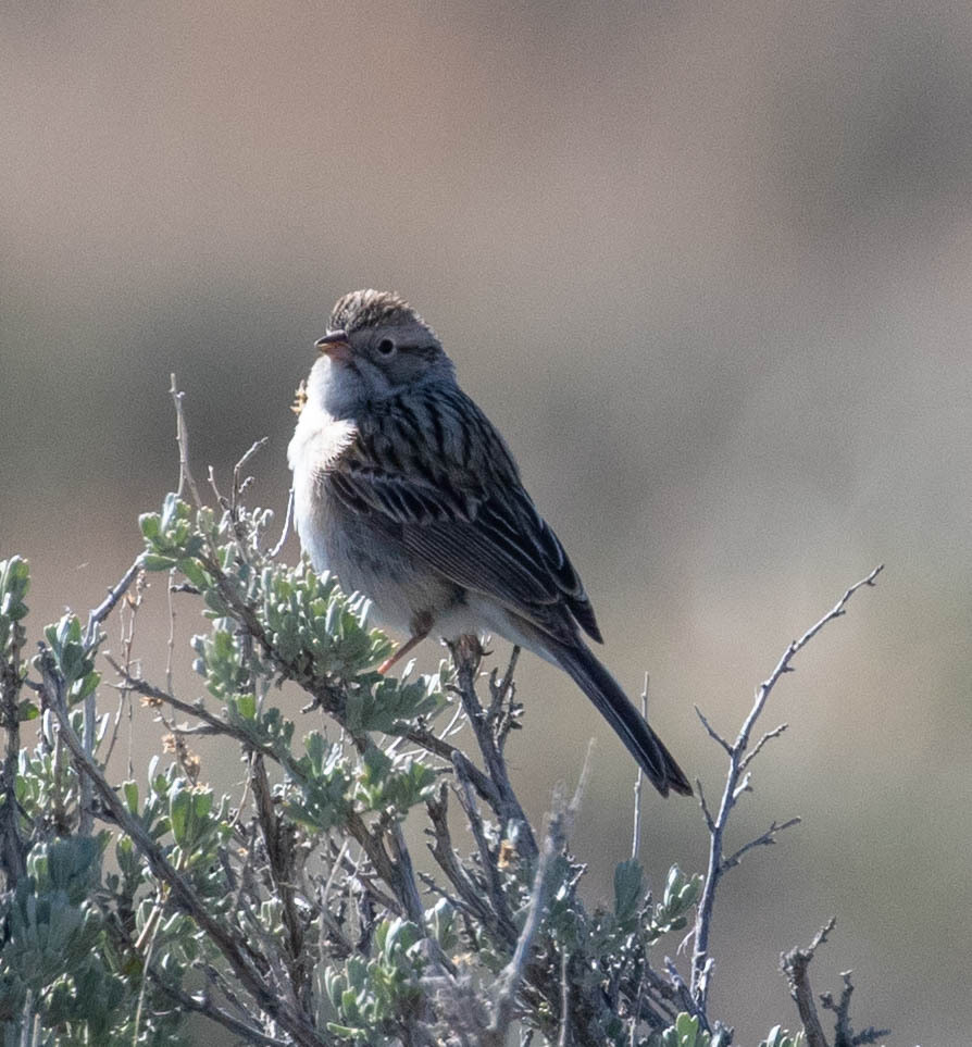 Brewer's Sparrow from Sweetwater County, WY, USA on May 11, 2024 at 07: ...