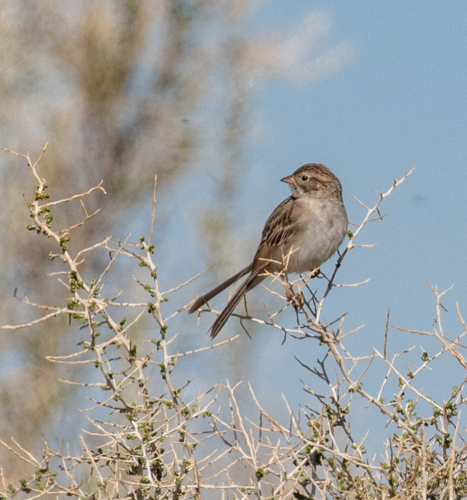 Brewer's Sparrow from Sweetwater County, WY, USA on May 11, 2024 at 07: ...