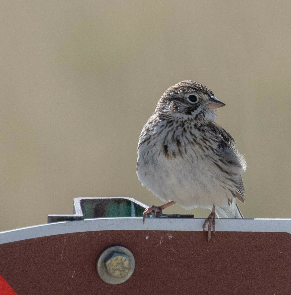 Vesper Sparrow from Sweetwater County, WY, USA on May 11, 2024 at 08:30 ...