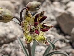 Fritillaria pinetorum
