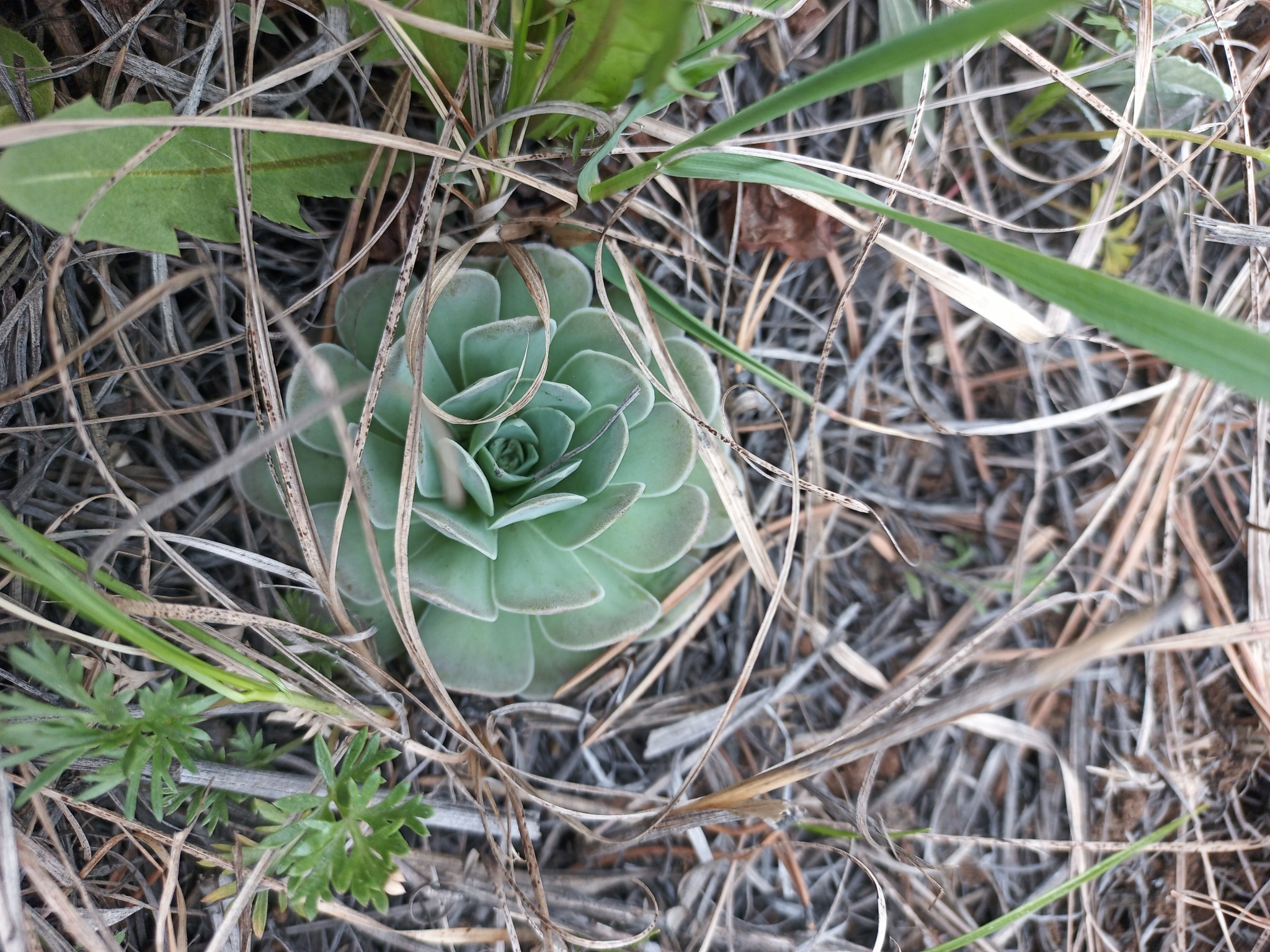 Imagem de Orostachys malacophylla não possui um nome popular amplamente reconhecido no Brasil