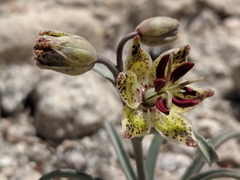 Fritillaria pinetorum