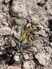 Fritillaria pinetorum