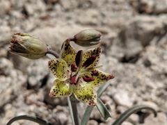 Fritillaria pinetorum