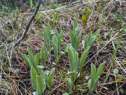 Handsome pussytoes (Antennaria anaphaloides)