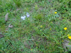 Nuttallanthus texanus