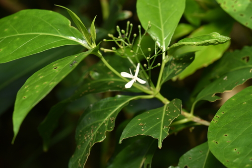 Image of Tarenna asiatica by (c) Yung-Lun Lin, some rights reserved (CC BY)