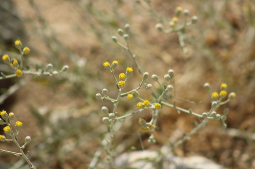 Lavender cotton (Achillea fragrantissima)
