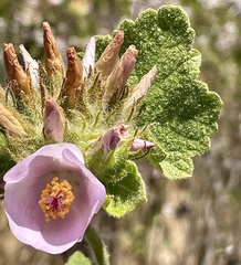 Malacothamnus lucianus