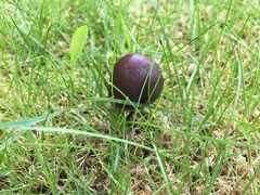 Fungi
