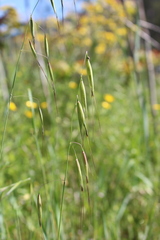 Avena sterilis