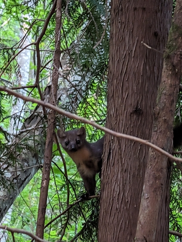 Pacific Marten