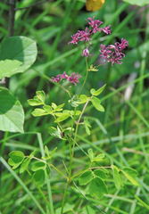 Thalictrum dasycarpum