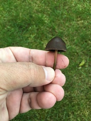 Fungi
