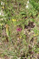 Tragopogon porrifolius porrifolius