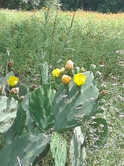 Opuntia stricta