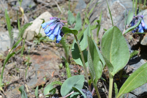 Image of Long Bluebells (Mertensia longiflora) by no rights reserved