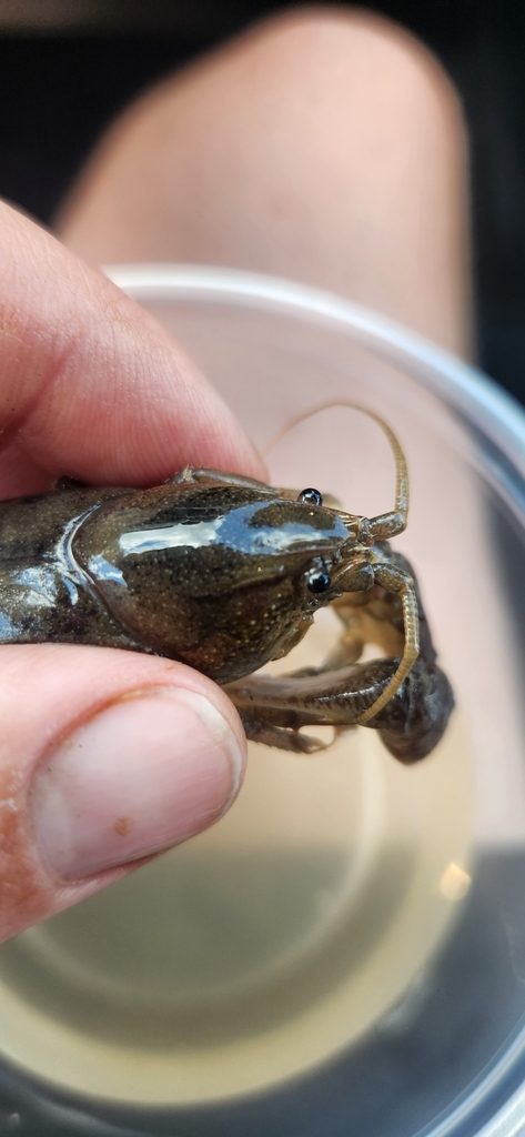 Mudbug Side View Ortmann's Mudbug from Richmond, KY, USA on May 19, 2024 at 02:48 PM by ...
