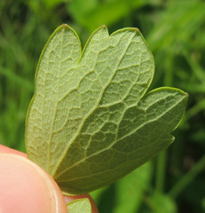 Thalictrum dasycarpum