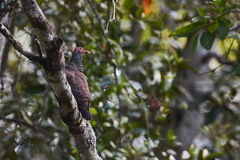 Patagioenas speciosa