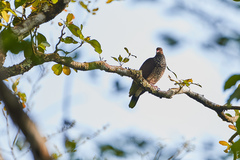 Patagioenas speciosa