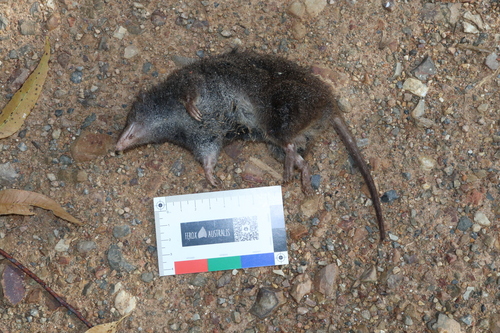 Mainland Dusky Antechinus