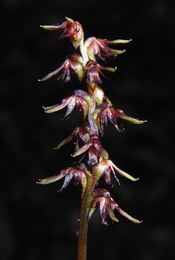 Genoplesium geminatum
