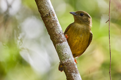 White-Collared Manakin photo 2