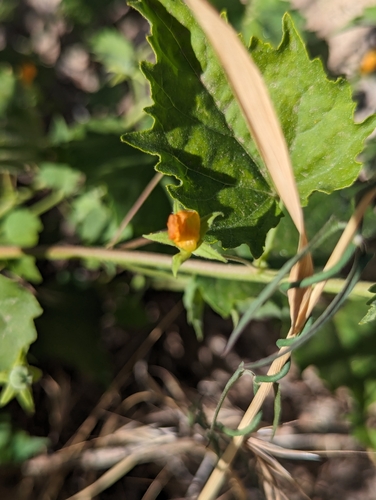 Image of Abutilon parvulum by (c) Rachel Stringham, some rights reserved (CC BY)