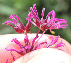 Thalictrum dasycarpum