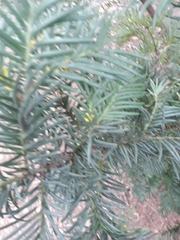 Taxus baccata